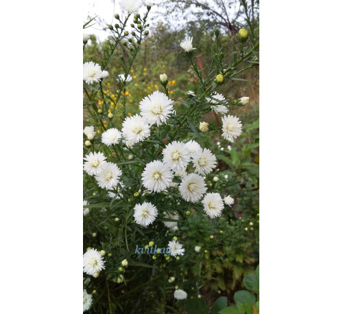 Айстра новобельгійська махрова Альба ( Aster novi-belgii Alba)